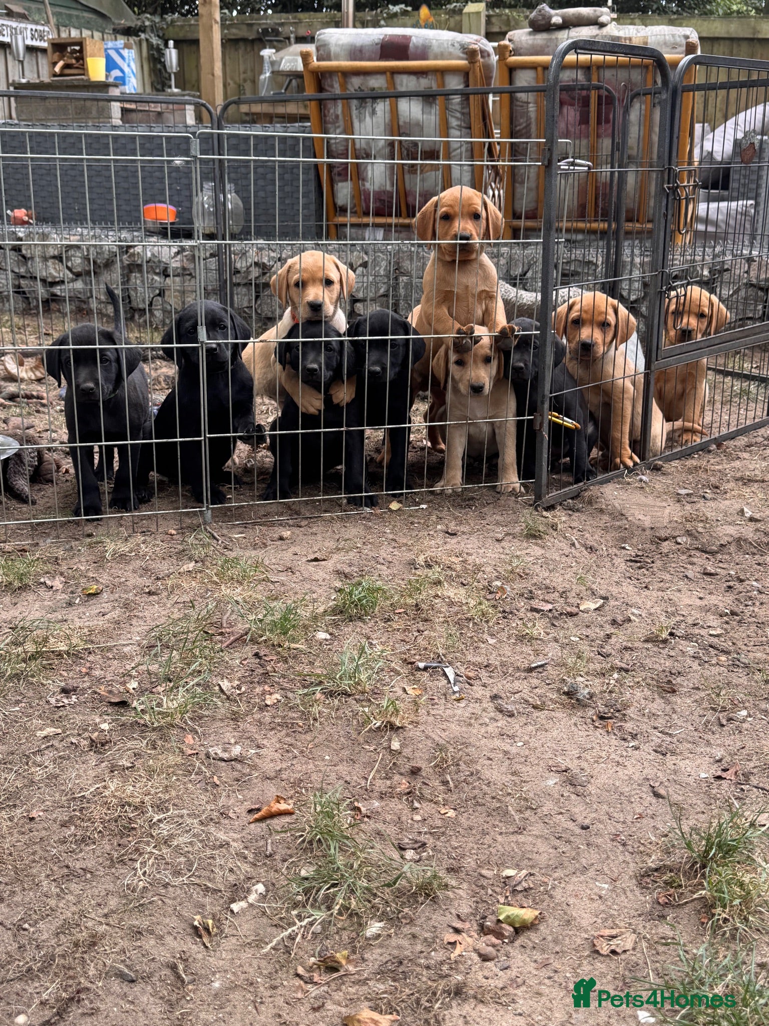 Labrador Retriever dogs Chunky Labrador Puppies  - Advert 2
