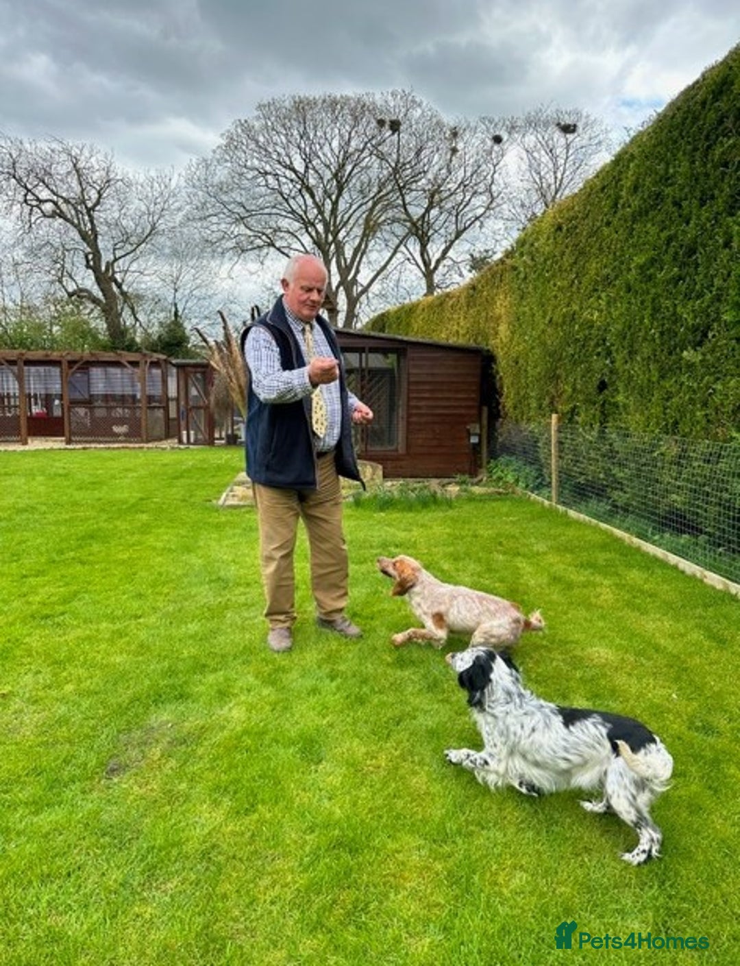 Cocker Spaniel dogs for sale: Two cocker spaniel litters - Image 3