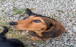 Dachshund dogs for sale: Long Coated Standard Dachshund, Crufts potential!  - Image 3