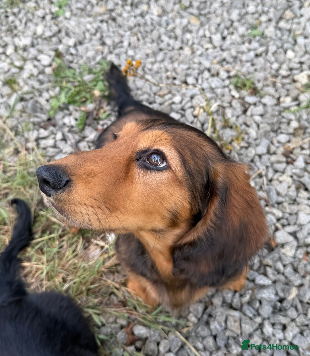 Dachshund dogs for sale: Long Coated Standard Dachshund, Crufts potential!  - Image 3