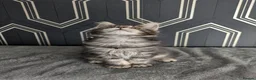 Maine Coon cats for sale: Ready soon beautiful Maine coon males  - Advert 37