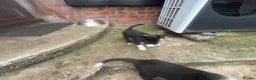 Border Collie dogs for sale: 1 Beautiful Very special border collie girl  - Advert 5