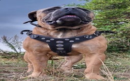 Cane Corso dogs for stud: Russian import cane corso - Image 9