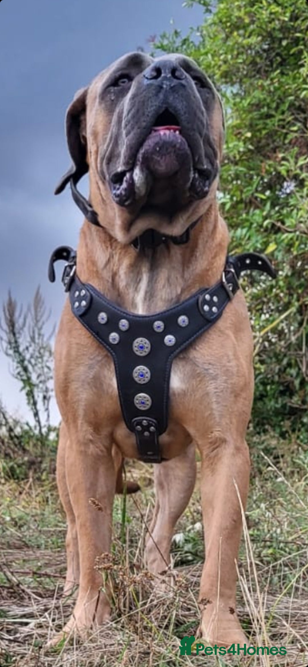 Cane Corso dogs for stud: Russian import cane corso - Image 9