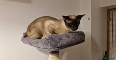Siamese cats - Advert 3