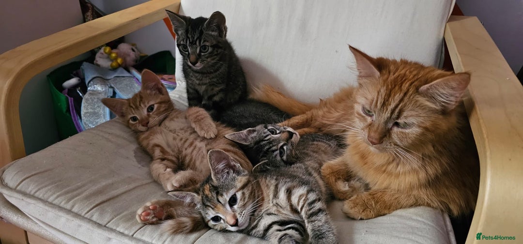 Mixed Breed cats for sale: 2 tabby males are available and ready for new home in Bristol - Image 5