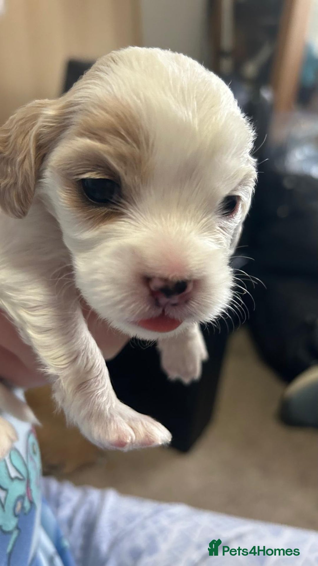 Cockalier dogs for sale: Cocker spaniel - Advert 32