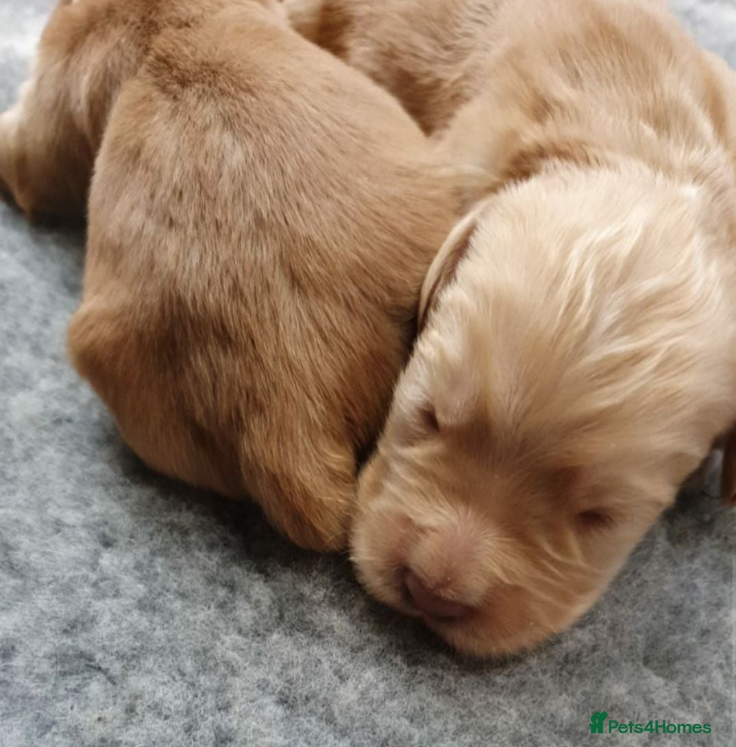 Sprocker dogs Stunning Sprocker Spaniel puppies  - Advert 2