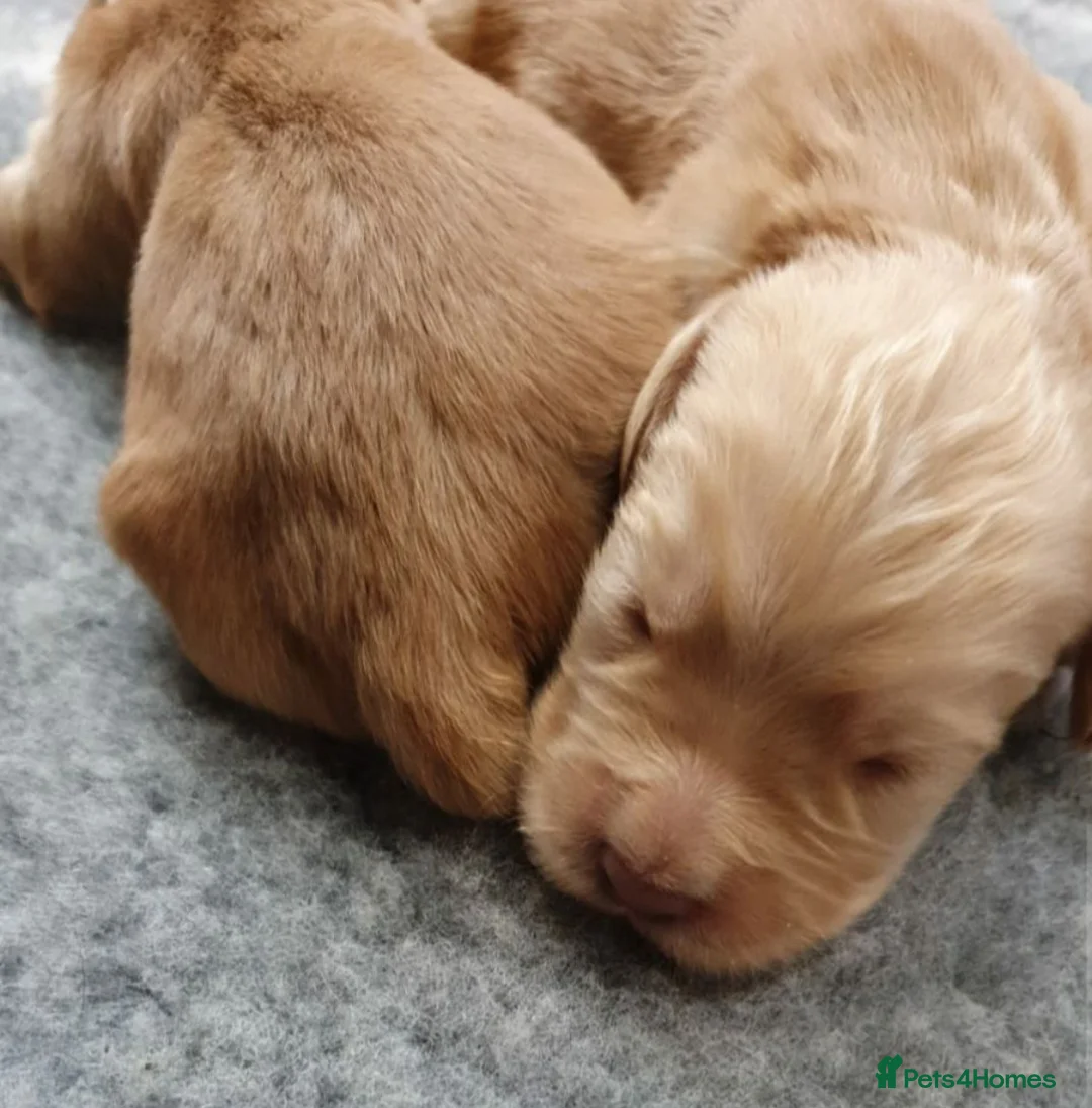 Sprocker dogs for sale: Stunning Sprocker Spaniel puppies  in Mansfield - Advert 2