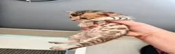 Mixed Breed cats for sale: Beautiful seal mink colour bengal kittens  - Advert 6