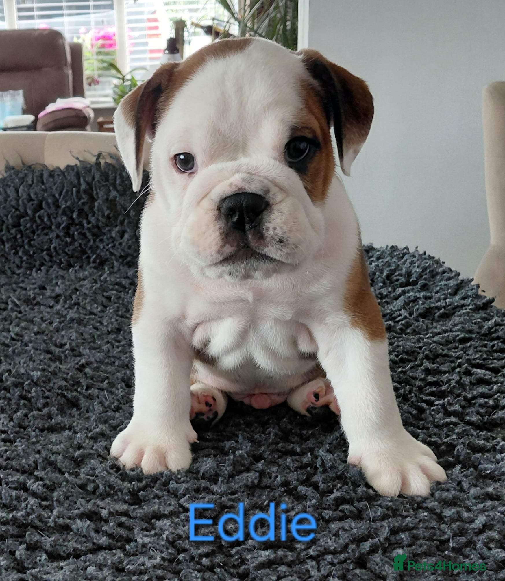 English Bulldog dogs English Bulldog Puppies  - Advert 14