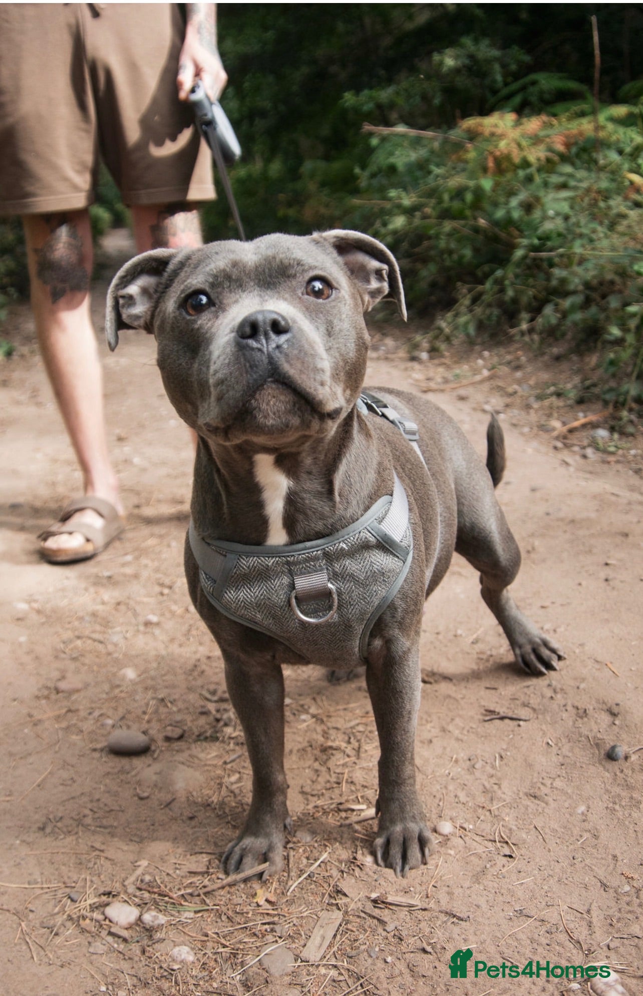 Staffordshire Bull Terrier dogs Beautiful blue Staffordshire bull terrier  - Advert 1