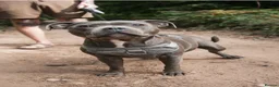 Staffordshire Bull Terrier dogs for sale: Beautiful blue Staffordshire bull terrier puppys - Advert 1