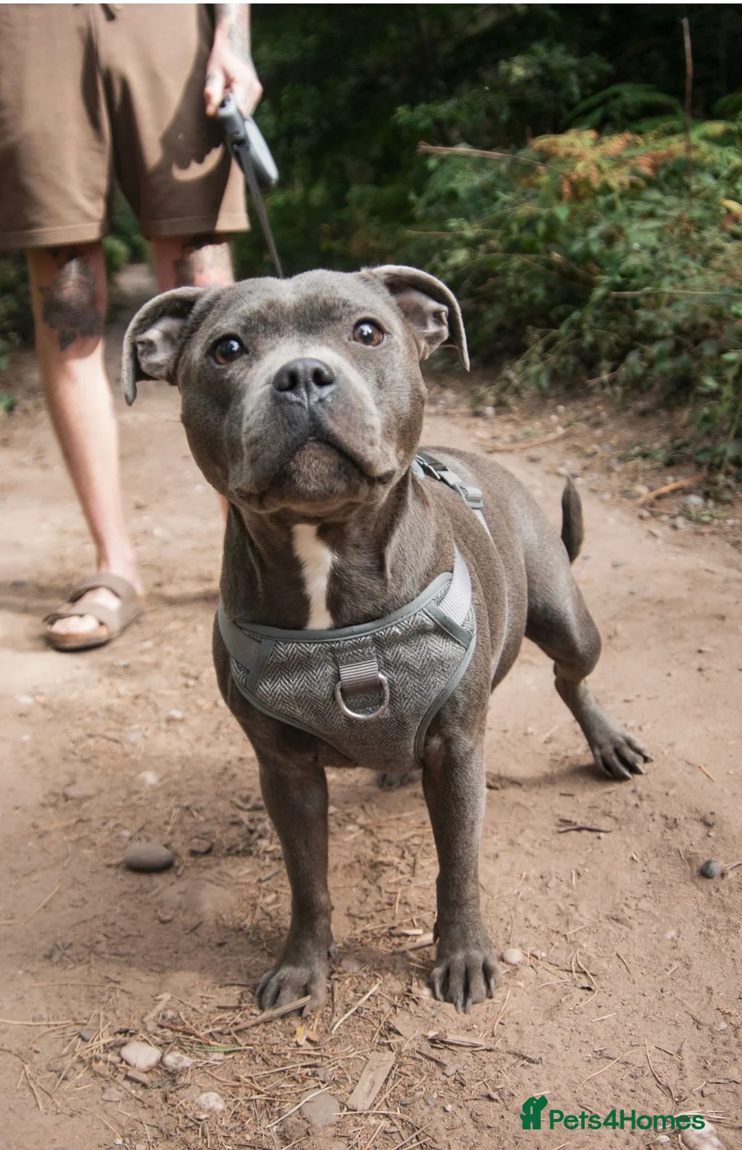 Staffordshire Bull Terrier dogs for sale: Beautiful blue Staffordshire bull terrier puppys - Advert 1
