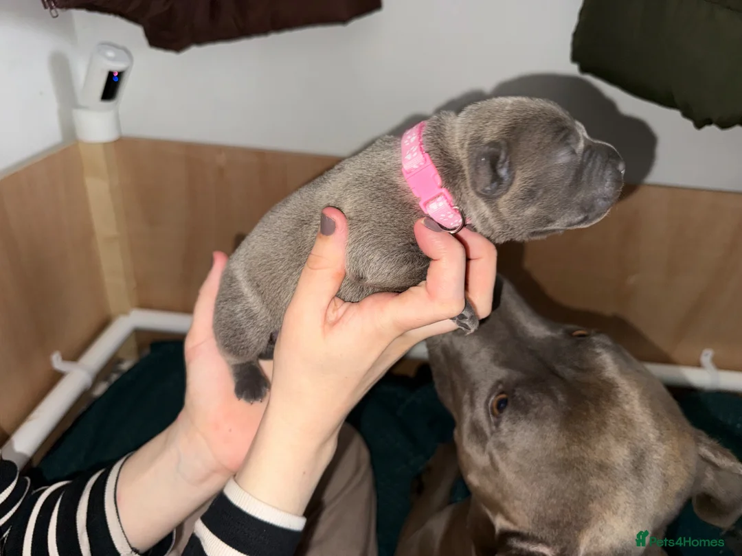 Staffordshire Bull Terrier dogs for sale: Blue Staffordshire bull terrier puppies - Advert 17