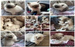 Ragdoll cats for sale: 💞 RAGDOLL Kittens Ready 13th August GrCh Blood - Image 13