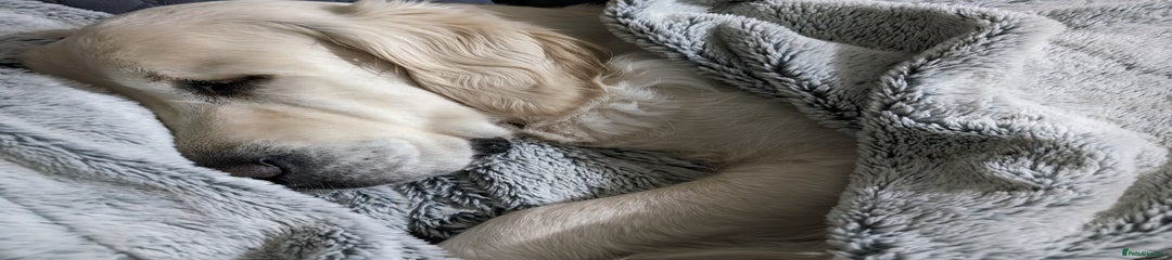 Golden Retriever adult ready now