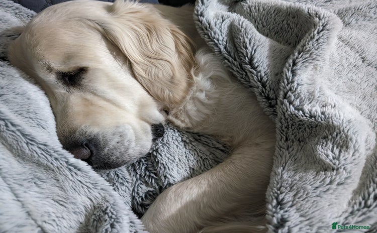 Golden Retriever dogs - Advert 1