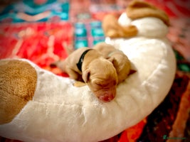 Labrador Retriever dogs Labrador X Boxerdore puppies - Advert 2