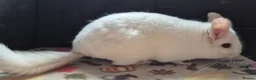 Chinchilla rodents for sale: A verity of Chinchillas rpa/rpac - Advert 33