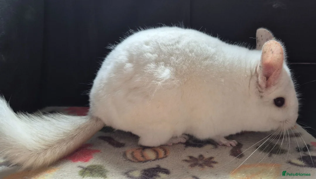 Chinchilla rodents for sale: A verity of Chinchillas rpa/rpac - Advert 33