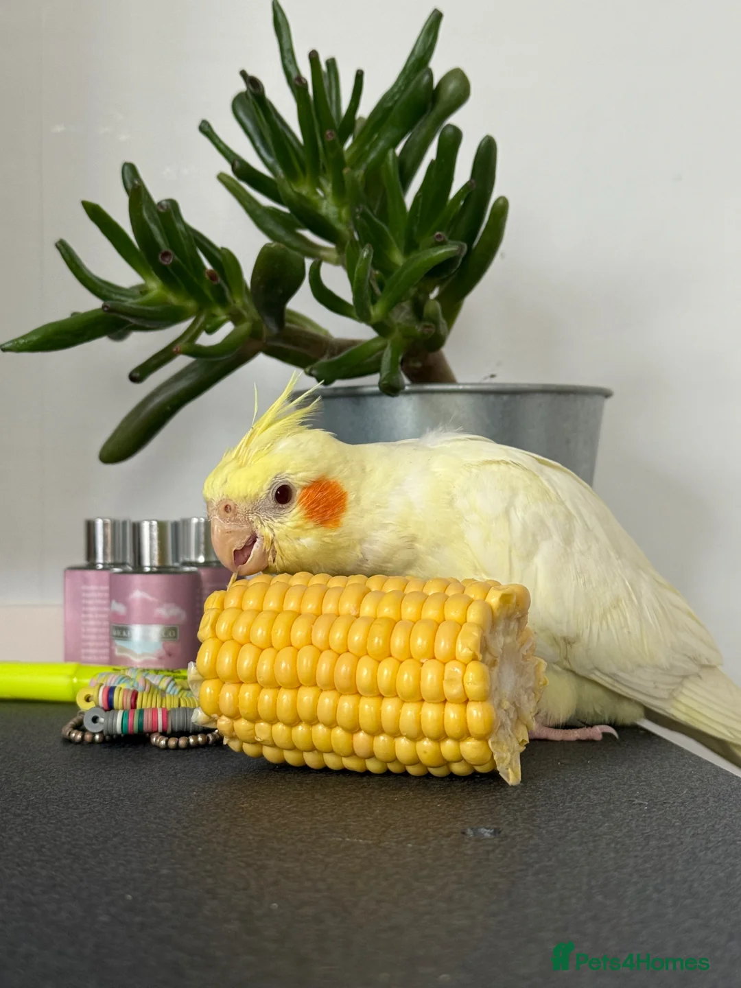 Cockatiels birds for sale: 3 Cockatiels & Cage - Advert 2