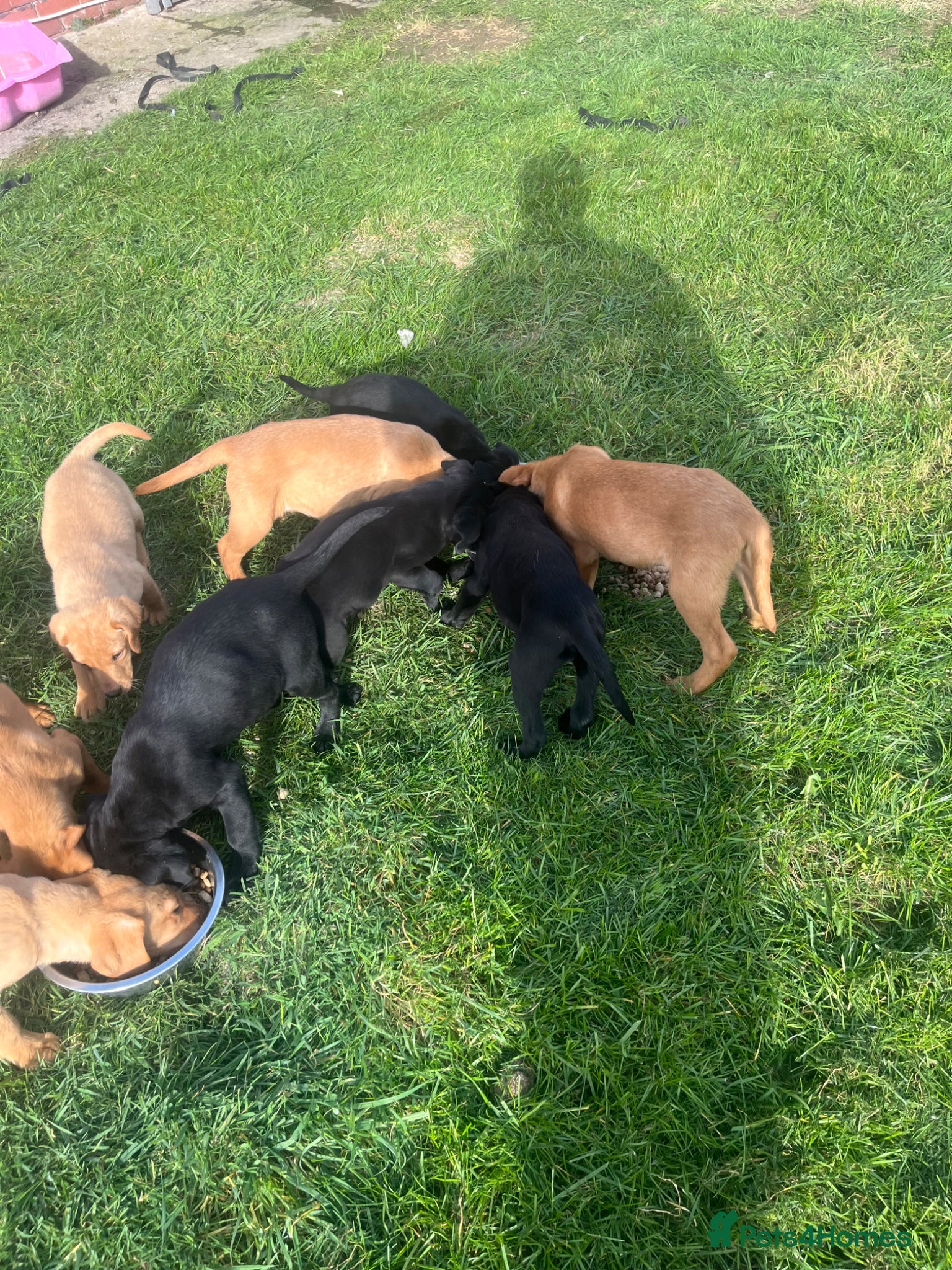 Labrador Retriever dogs KC working Labradors  - Advert 2