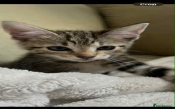 Domestic Shorthair cats for sale: 2 beautiful male kittens - Image 5