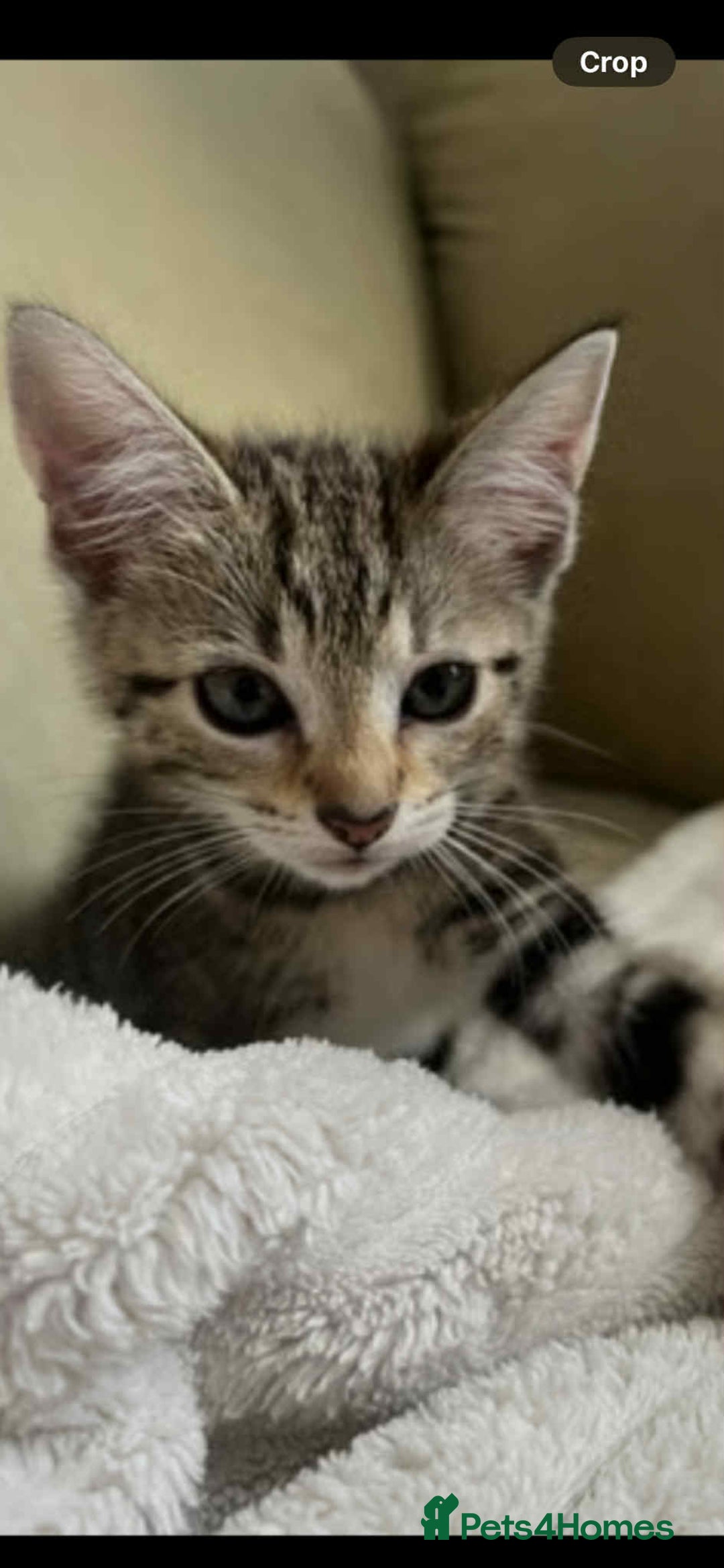 Domestic Shorthair cats for sale: 2 beautiful male kittens - Image 5