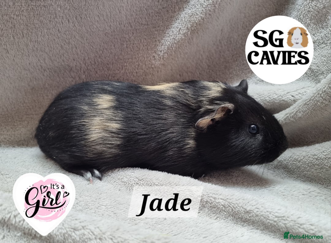 Guinea Pig rodents for sale: Stunning baby guinea pigs available  - Image 5