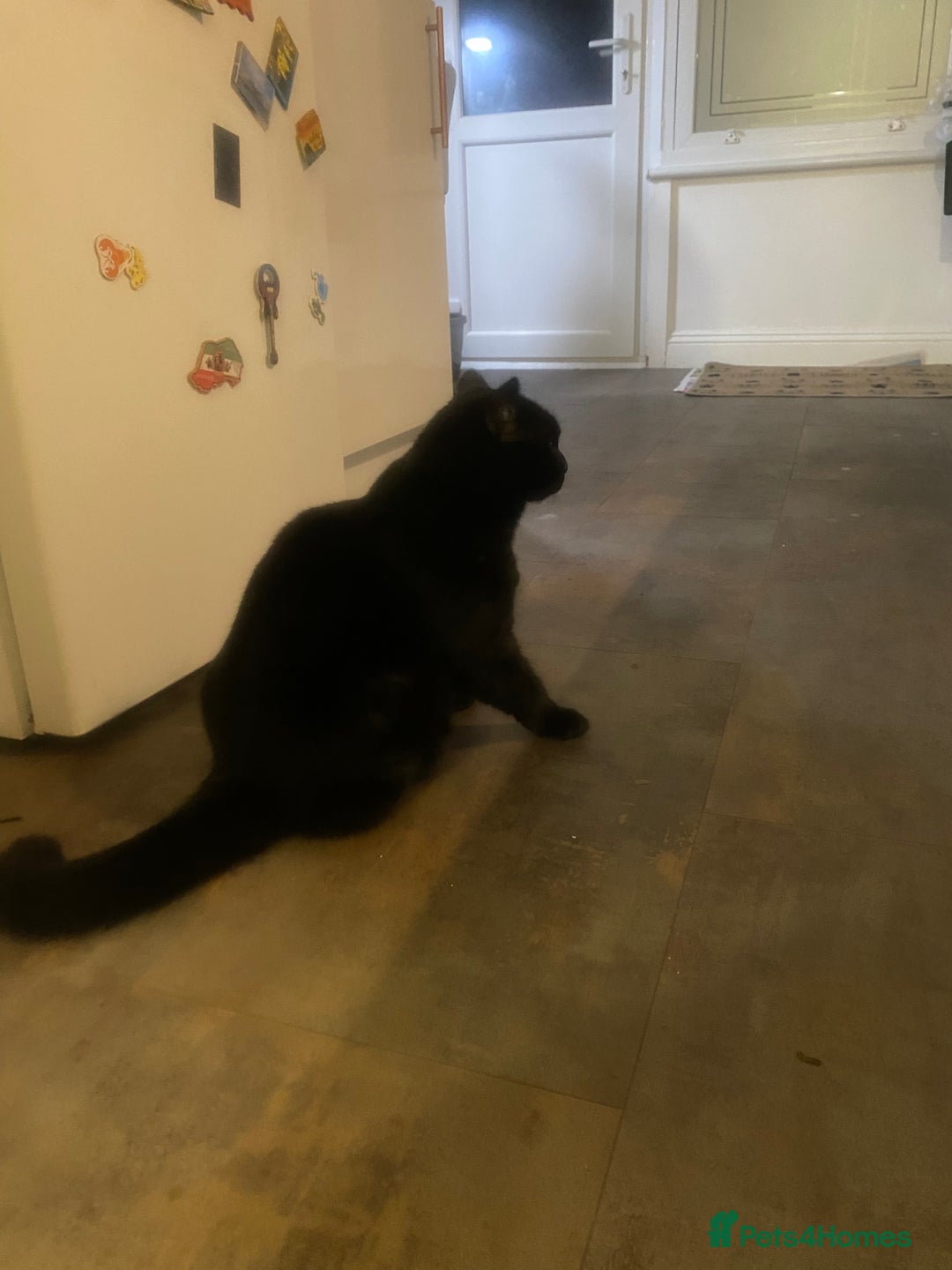 British Shorthair cats for sale: Looking for a New Loving Home for Titi! 🐾 - Image 2