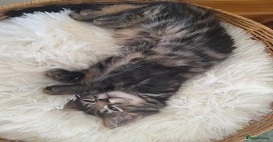 Mixed Breed cats - Advert 16