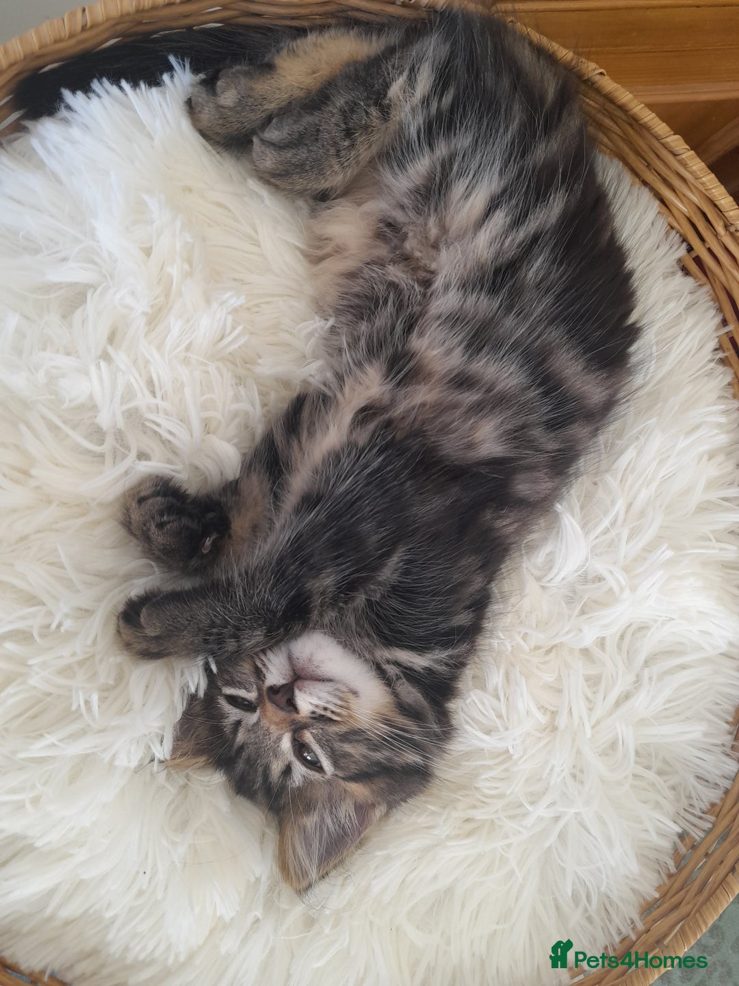 Mixed Breed cats for sale: Affectionate boy kitten in need of forever home - Image 2