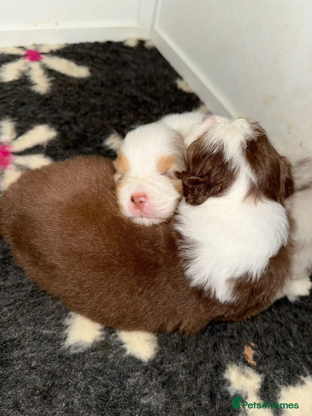Australian Shepherd dogs for sale: Beautiful Australian Shepherd Puppies, 4 week old. - Image 14