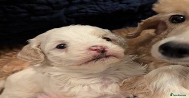 Maltipoo dogs Beautiful Toy Maltipoo Puppy - Advert 15