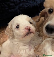 Maltipoo dogs Beautiful Toy Maltipoo Puppy - Advert 15