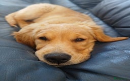 Golden Retriever dogs for sale: Golden retriever puppy - Image 4