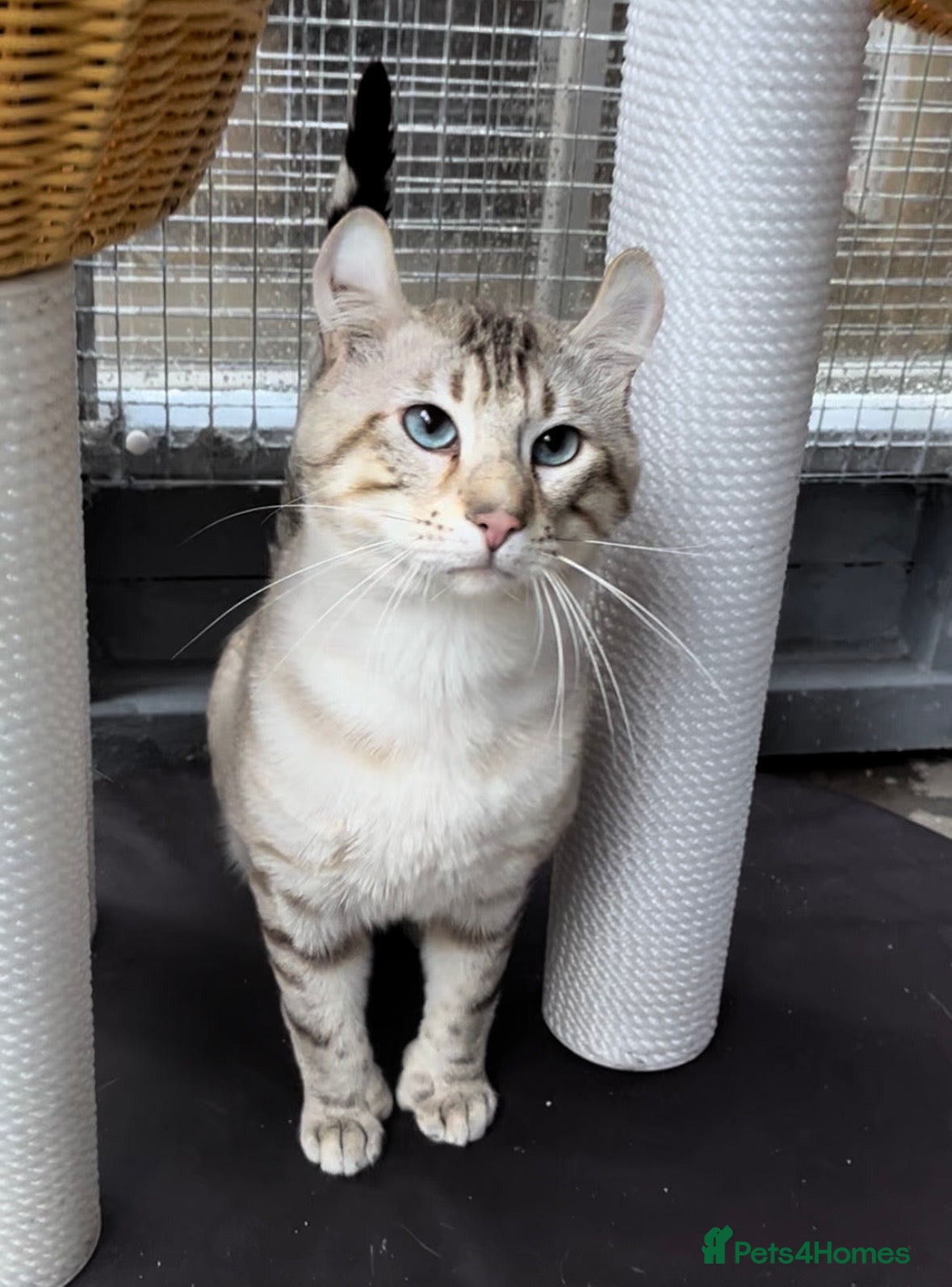 Keetso cats Gorgeous polydactyl curled eared boy  - Advert 2