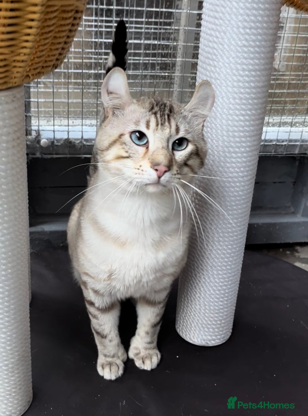 Keetso cats for sale: Gorgeous polydactyl curled eared boy  - Advert 1