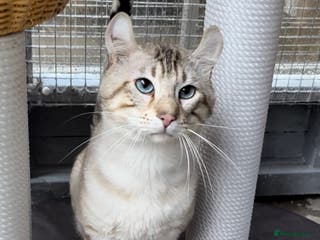 Keetso cats Gorgeous polydactyl curled eared boy - Advert 4