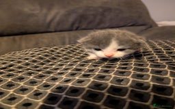 British Shorthair cats for sale: 3 British shorthair kittens  - Image 5