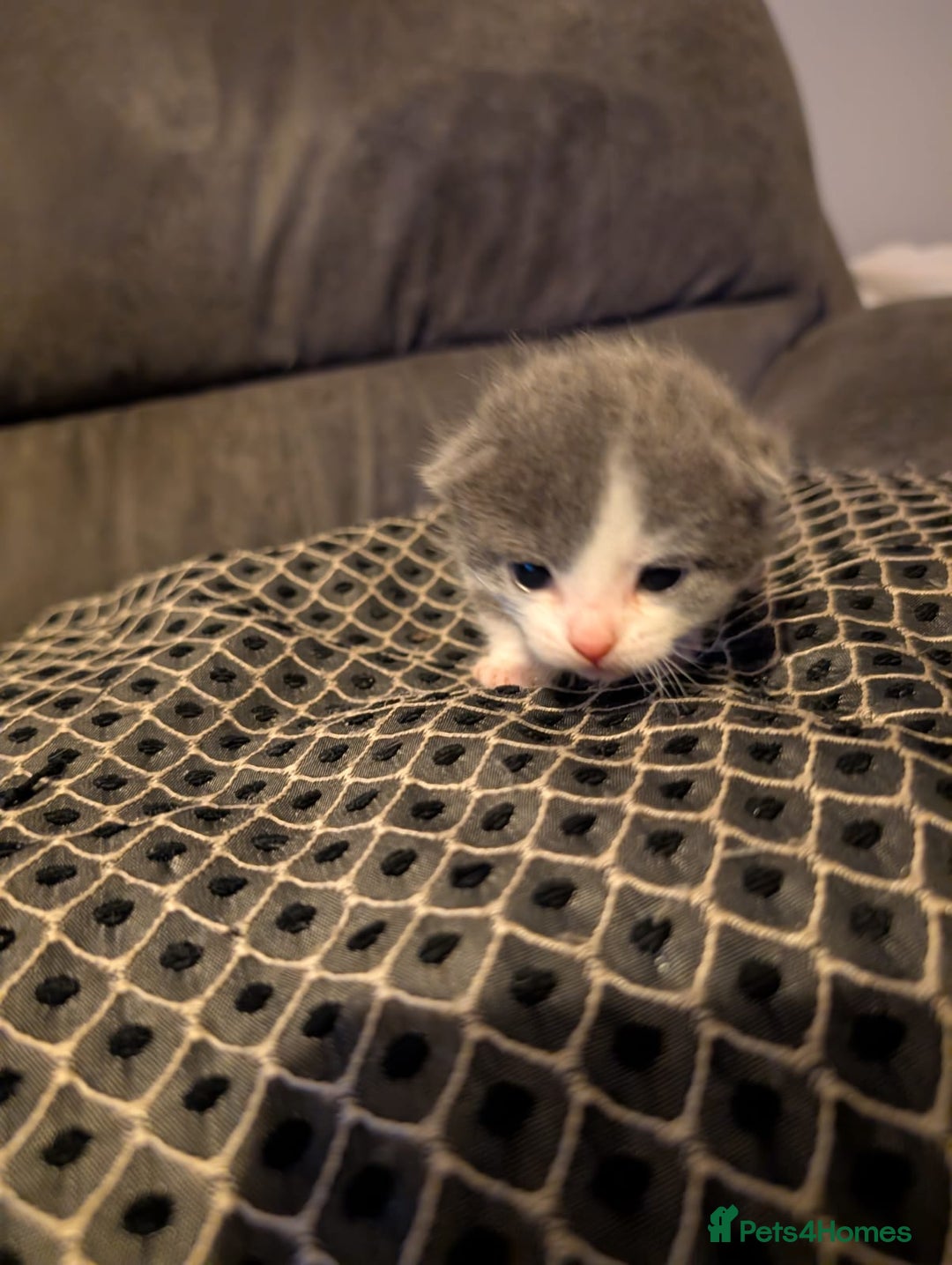 British Shorthair cats for sale: 3 British shorthair kittens  - Image 5