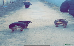 Old Tyme Bulldog dogs for sale: Beautiful Roxy to be rehomed  - Image 2