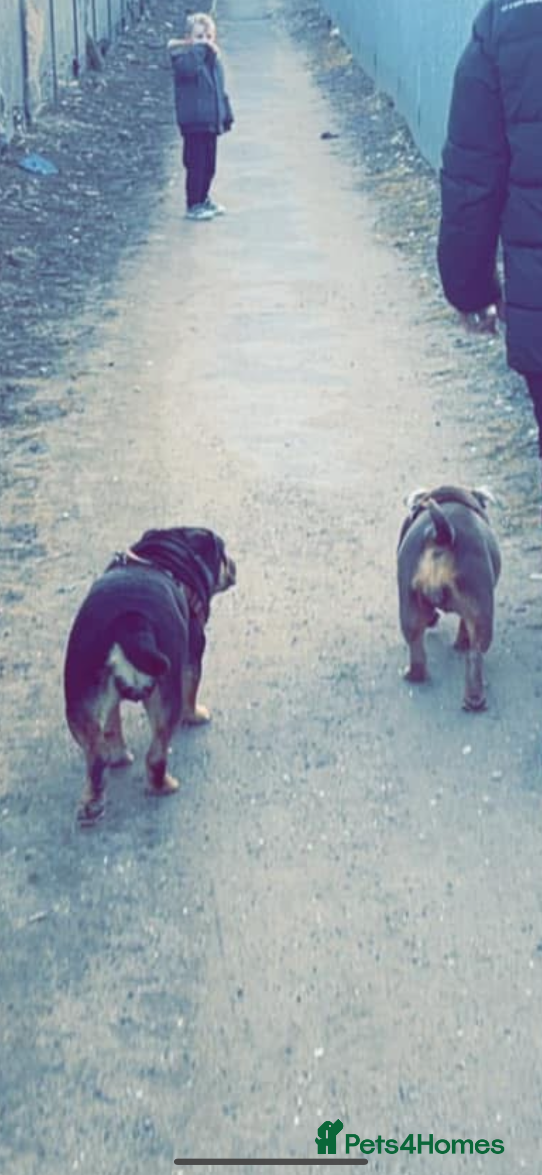 Old Tyme Bulldog dogs for sale: Beautiful Roxy to be rehomed  - Image 2