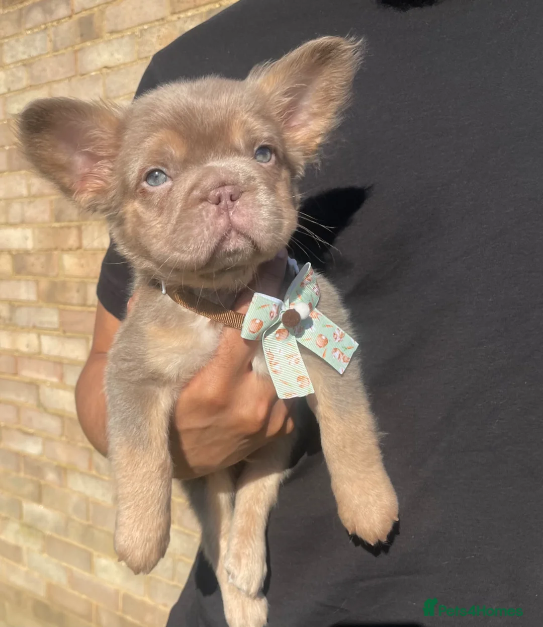 French Bulldog dogs for sale: Isabella & tans carrying pink. (fluff,  ** s) in South Ockendon - Advert 1