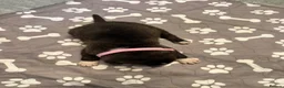 Mixed Breed dogs for sale: Staffordshire bull terrier x Lurcher puppies in Rugby - Advert 20