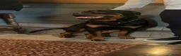 Rottweiler dogs for sale: Rottweiler pups looking for homes  - Advert 27