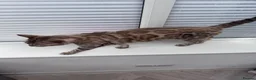 Bengal cats for sale: TICA Reg Seal Mink Female. Available on Active Reg - Advert 7
