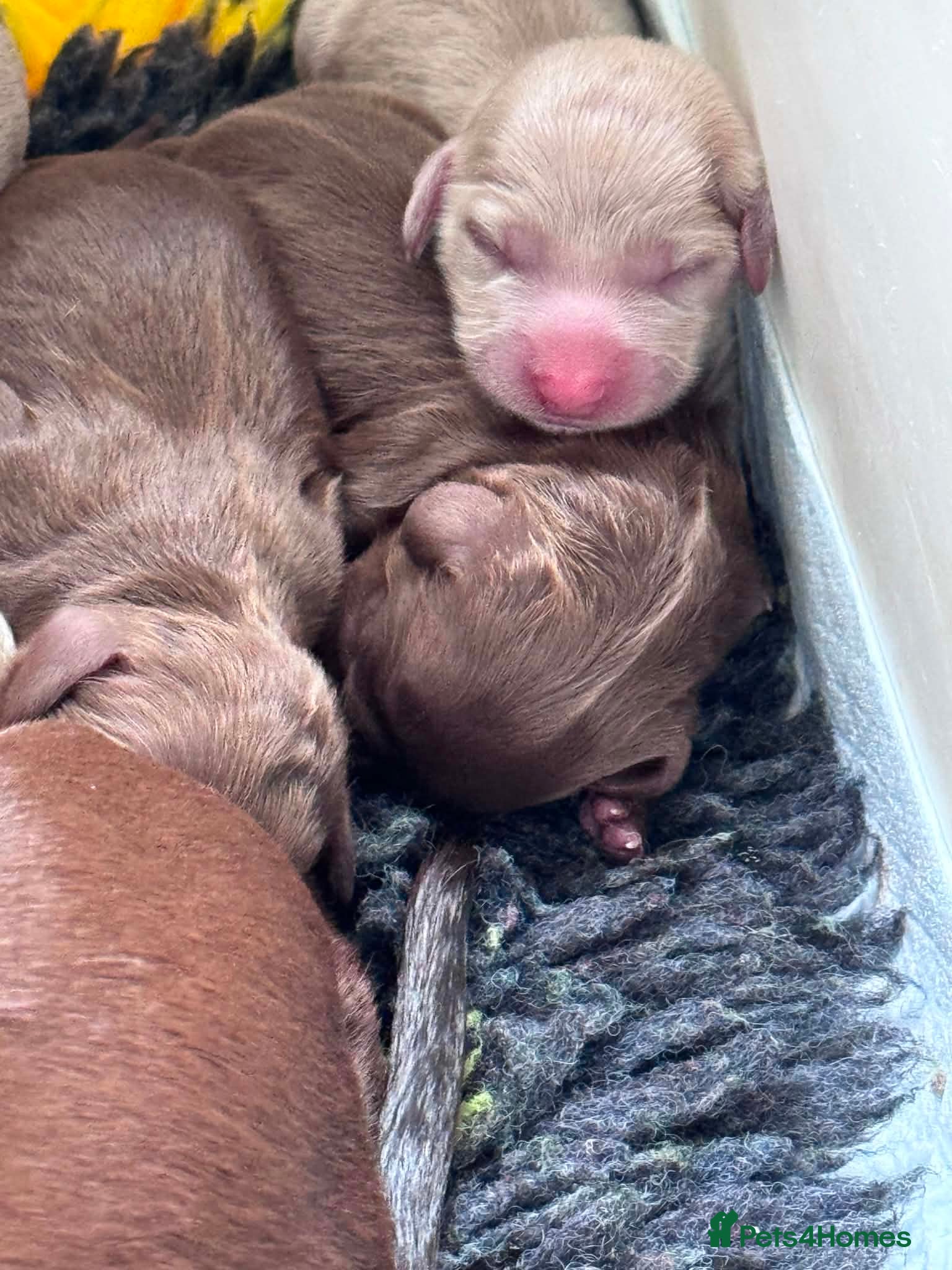 Miniature Dachshund dogs Beautiful Miniature Dachshund Puppies - Advert 18