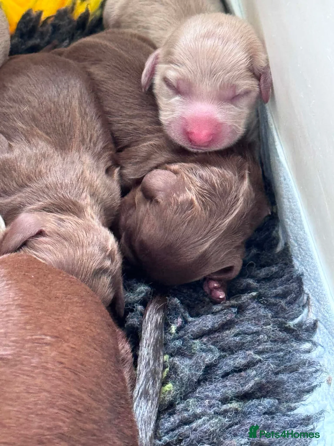 Miniature Dachshund dogs for sale: Beautiful Miniature Dachshund Puppies - Advert 1
